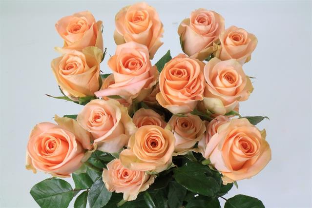 <h4>Rosa ec tiffany</h4>