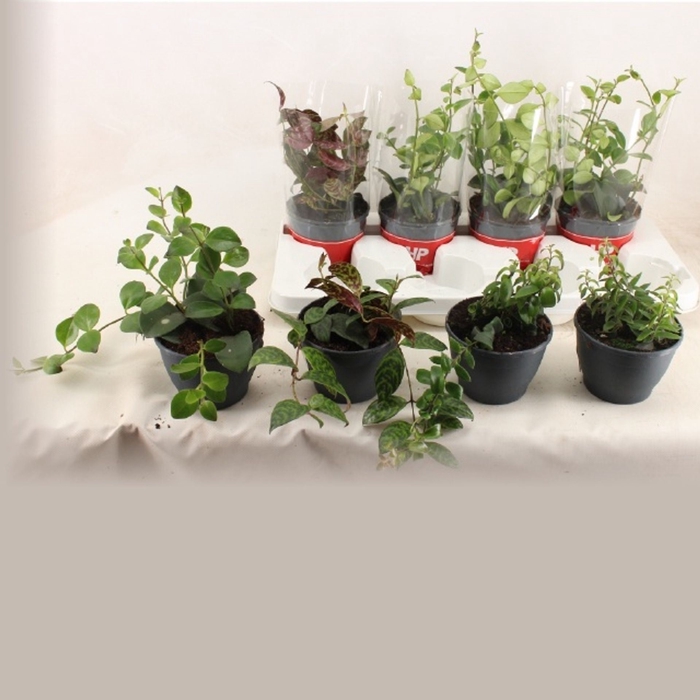 <h4>Aeschynanthus overig</h4>