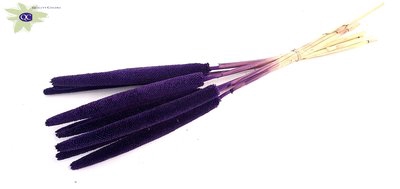 <h4>Babala on natural stem hot purple</h4>