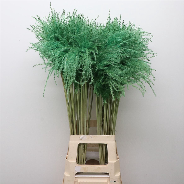 <h4>Dried Stipa Feather Groen</h4>
