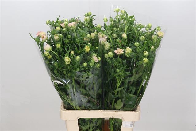 <h4>Ranunculus butterfly ariadne</h4>