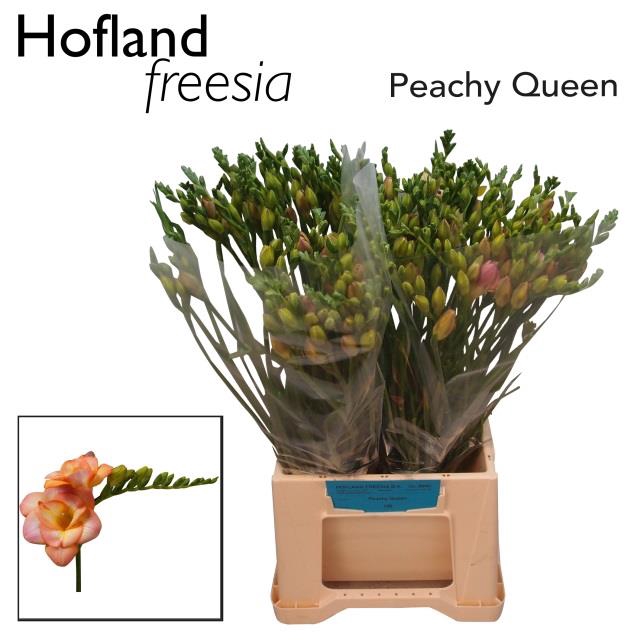 <h4>Freesia do peachy queen</h4>
