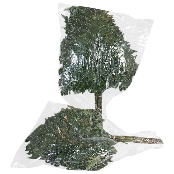 <h4>Lederv. Medium vac</h4>