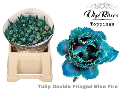 <h4>Tulipa do paint light blue fire</h4>