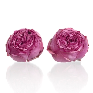Garden Rose Pink Piano 5-5,5cm