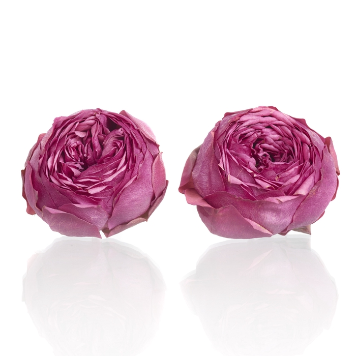 Garden Rose Pink Piano 5-5,5cm