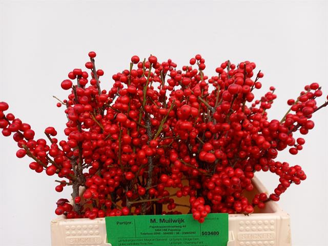 <h4>Ilex verticillata red</h4>