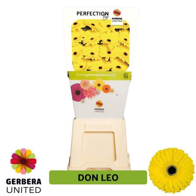 <h4>Gerbera diamond don leo</h4>