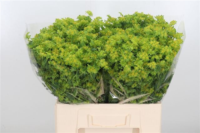 <h4>BUPLEURUM ROTUNDIFOL</h4>