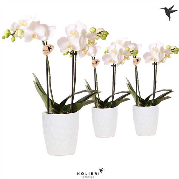 <h4>Kolibri Orchids Phalaenopsis 2 spike Honey pot white</h4>