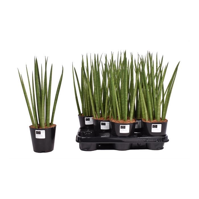 <h4>Sansevieria Cylindrica 12Ø 40cm</h4>