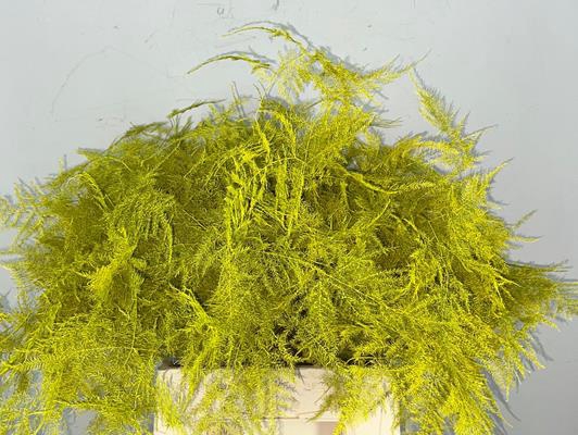 <h4>Asparagus 1e Veren Geel</h4>