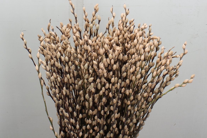 <h4>Salix Katje Zalm X50</h4>