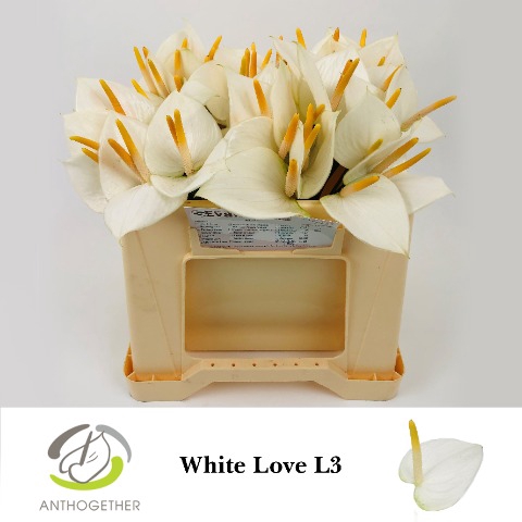<h4>Anthurium love white</h4>