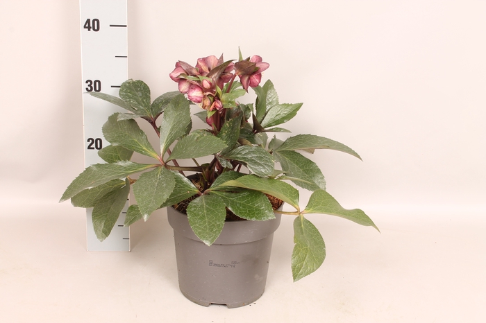 <h4>Helleborus Star of Passion</h4>