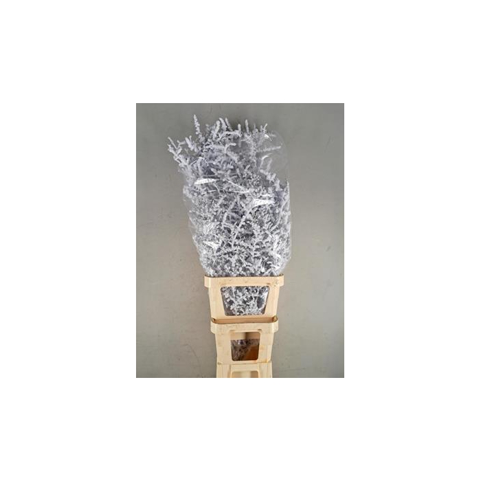 <h4>Asparagus Selvatico Bs Snow</h4>