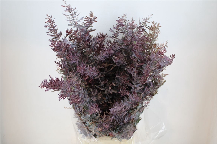 <h4>Mimosa Baleana Abs Red P Bunch</h4>