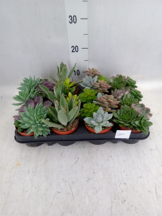 <h4>Succulents   ...</h4>