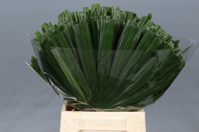 <h4>Leaf chamaerops</h4>