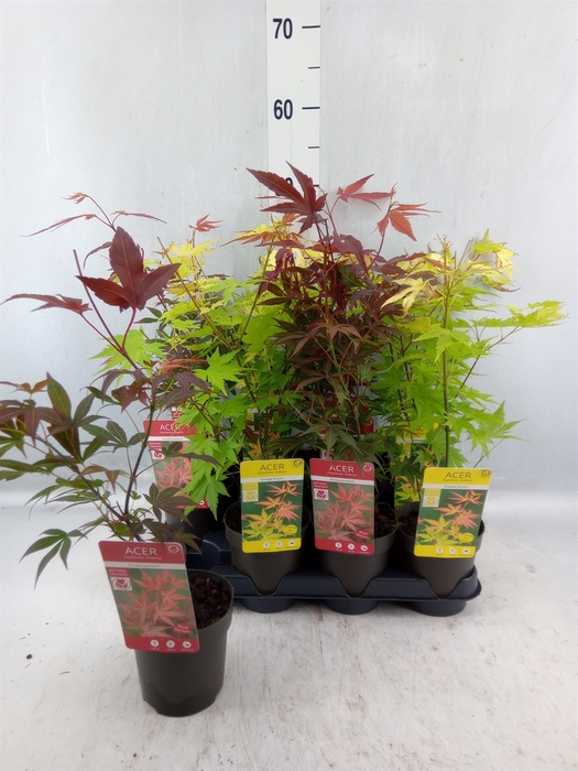 <h4>Acer palmatum</h4>