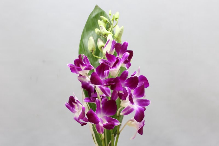 <h4>Dendrobium bq</h4>