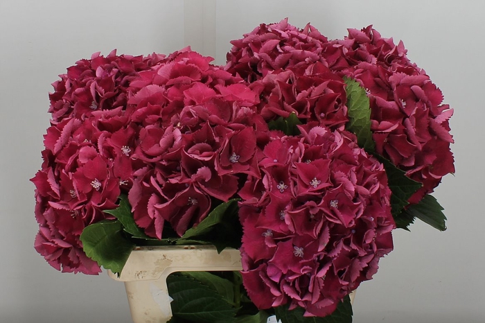<h4>Hydr M Royal King Pink 60cm</h4>