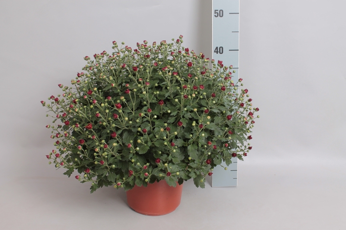 <h4>Bolchrysant uzari Red</h4>