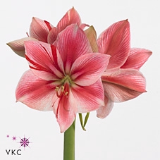 <h4>Hippeastrum gervase</h4>