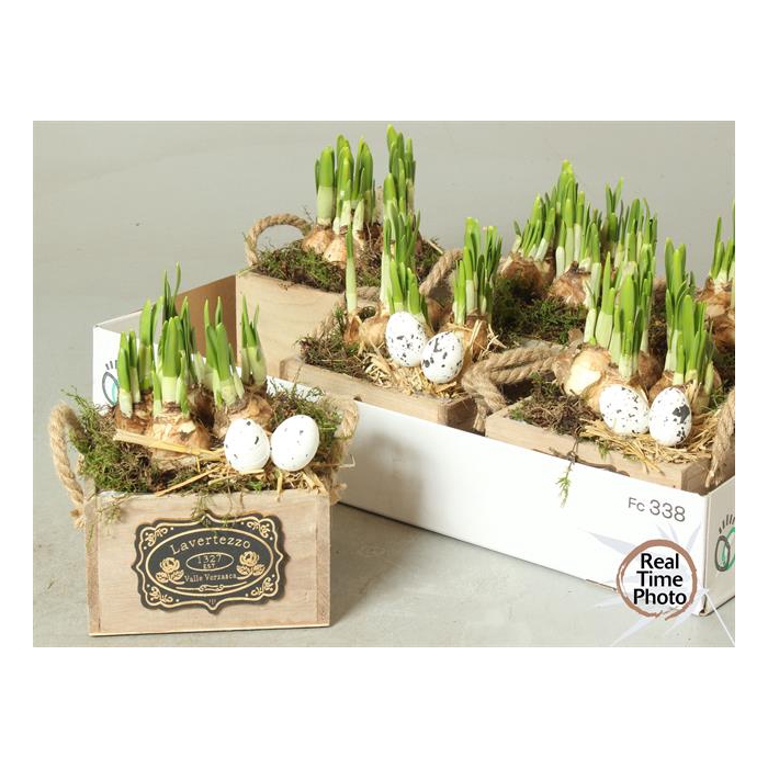 <h4>Narcissus arrangement 15Ø 20cm</h4>