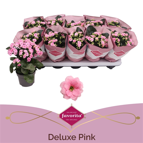 <h4>Kalanchoe double Deluxe Pink stadium 1</h4>