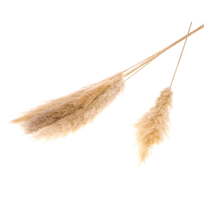 <h4>Cortaderia plum 115cm small 5pc natural</h4>