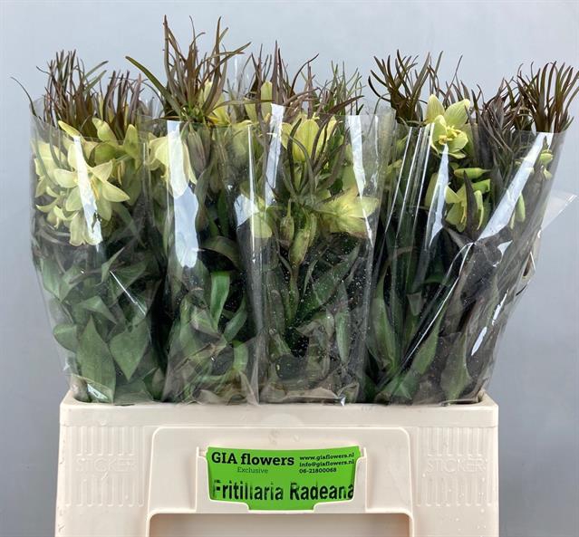 <h4>Fritillaria radeana</h4>