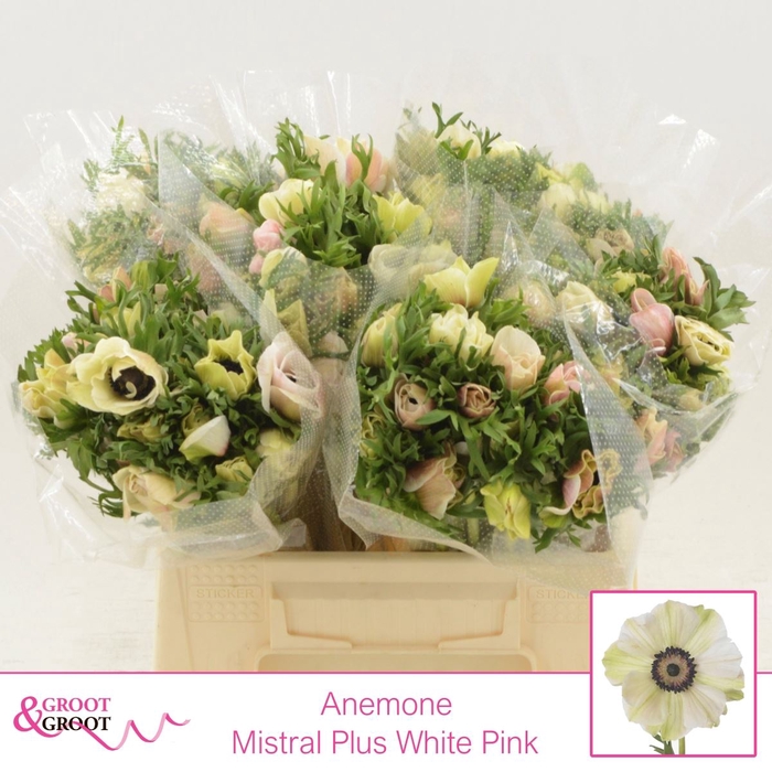 <h4>Anemone Mistral Plus White Pink</h4>