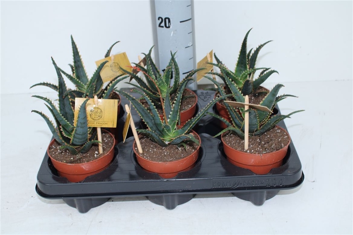 <h4>Aloe Aculeata</h4>