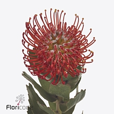 <h4>Nutans ayoba red</h4>