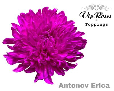 <h4>Chrys bl paint antonov erica</h4>