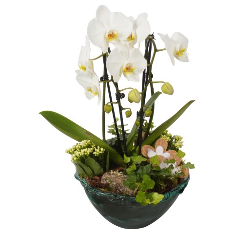 <h4>CC236 Arrangementen kamerplanten</h4>