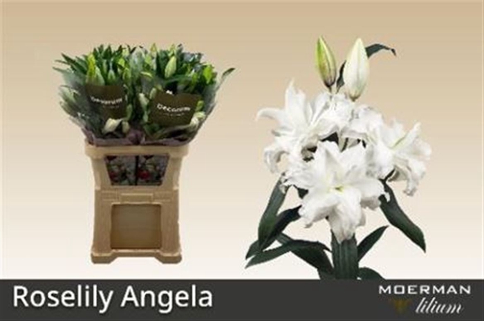 <h4>Li Or Du Rl Angela 3+</h4>
