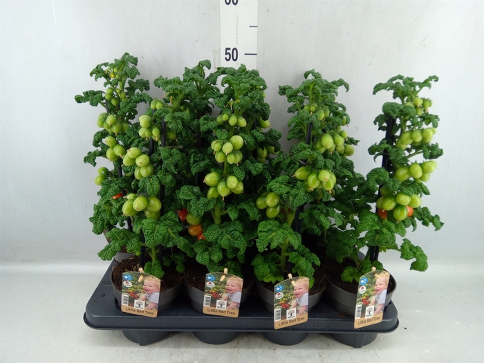 <h4>Solanum Lycopersicum ...</h4>