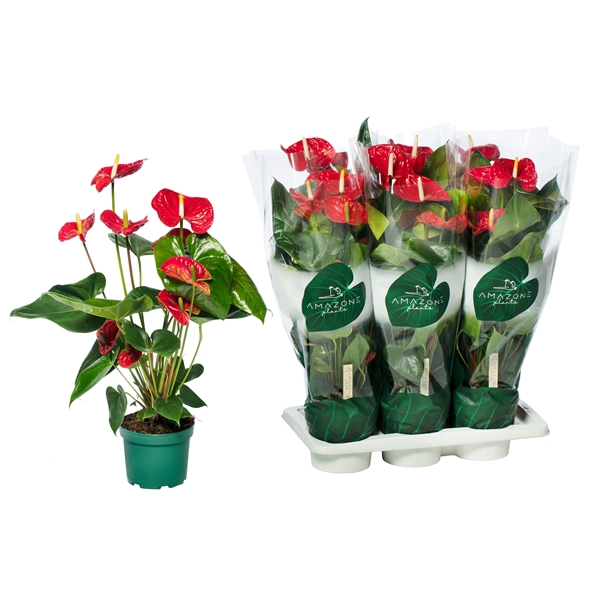 <h4>Anthurium Madural 17cm</h4>