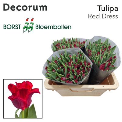 <h4>Tulipa co red dress</h4>