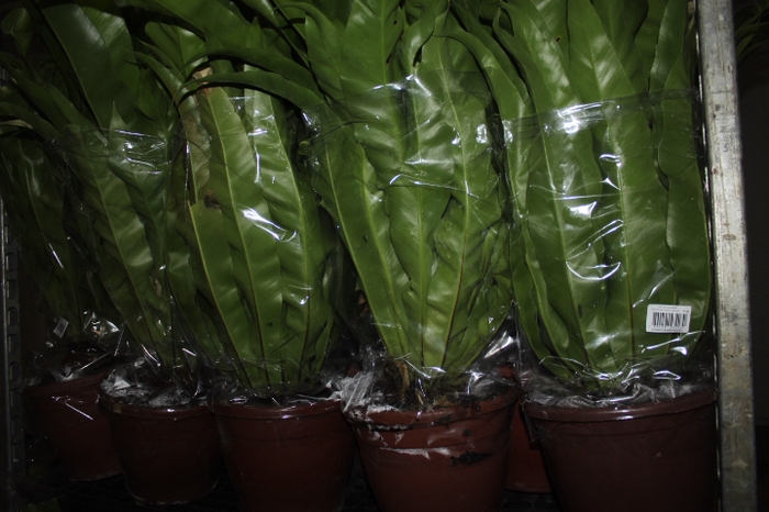 <h4>ASPLENIUM. OSAKA VARIADO P24</h4>