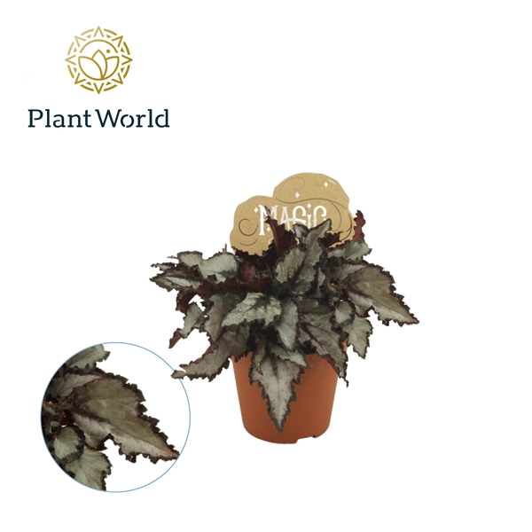 <h4>Begonia rex Coco 8,5cm</h4>