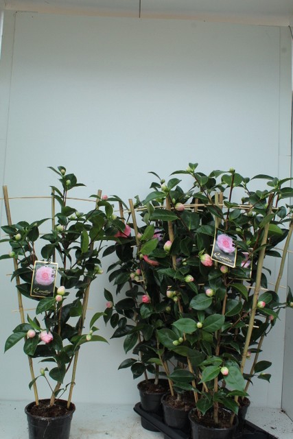 Camellia William Bartlett 17Ø 90cm 15fl