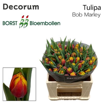 <h4>Tulipa do bob marley</h4>