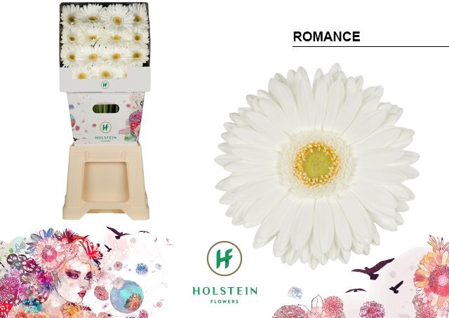 <h4>Gerbera diamond romance</h4>