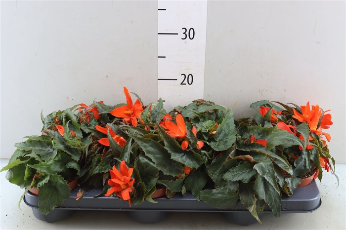 <h4>Begonia Waterfall Orange</h4>