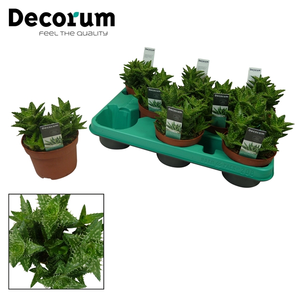 <h4>Aloe squarrosa (Decorum)</h4>