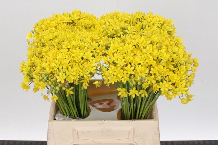 <h4>Allium Moly Jeannine</h4>