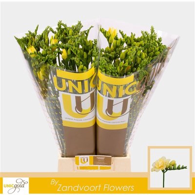 <h4>Freesia do marseille</h4>